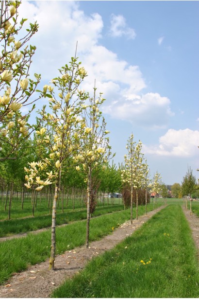 Магнолія жовта Єллоу Лантерн